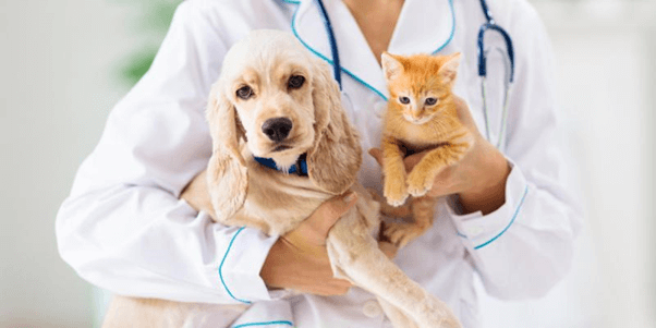 Pet Diabetes Management Market: Solutions for Keeping Pets Healthy