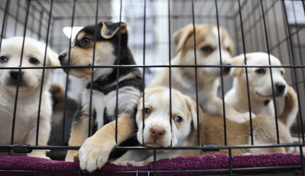 What’s Trending in the Pet Shelter Market? A Look at the Growing Demand